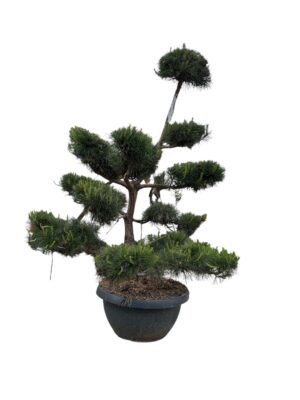 Bor bonsai