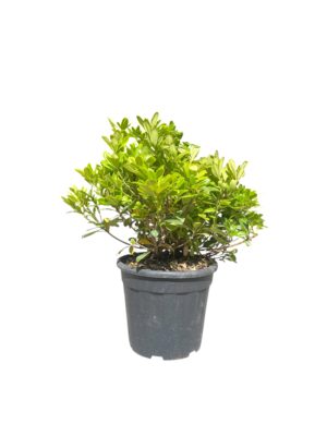 Pitosporum