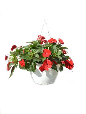 Sanpatiens korpa