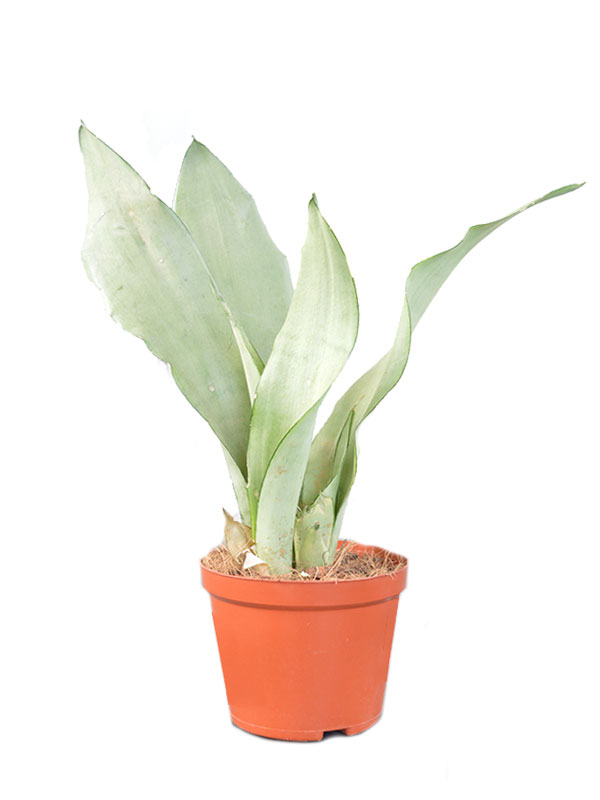 Sanseveria 'Moonshine'