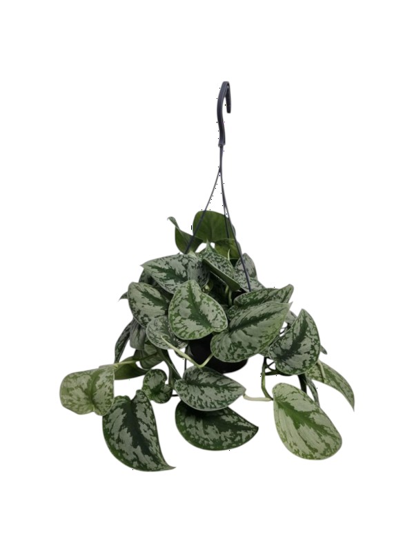 Puzavica korpa mix