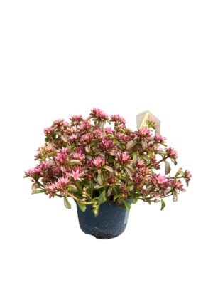 Sedum 'Spot on Deep Rose'