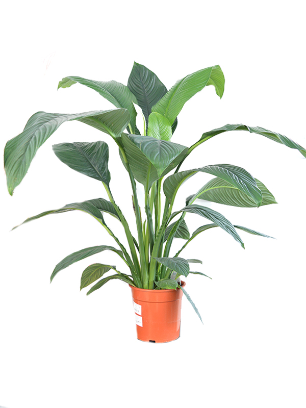 Spatifilum 'Sensation' - Urban Garden