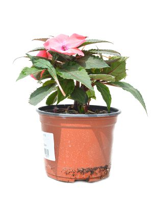 Sanpatiens