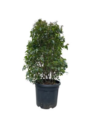 Viburnum 'Eve Price'