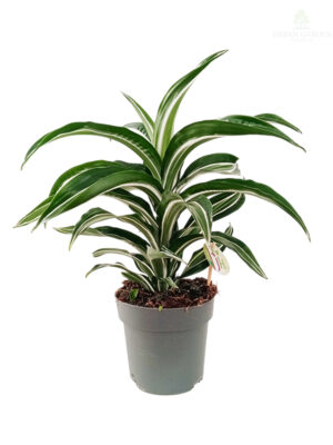 Dracena 'Jade Jewel'