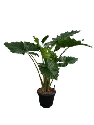 Alokazija 'Portodora'