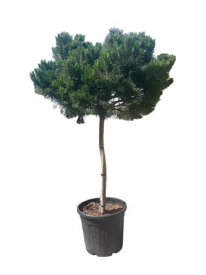 Crni bor 'Pierrick Bregeon'