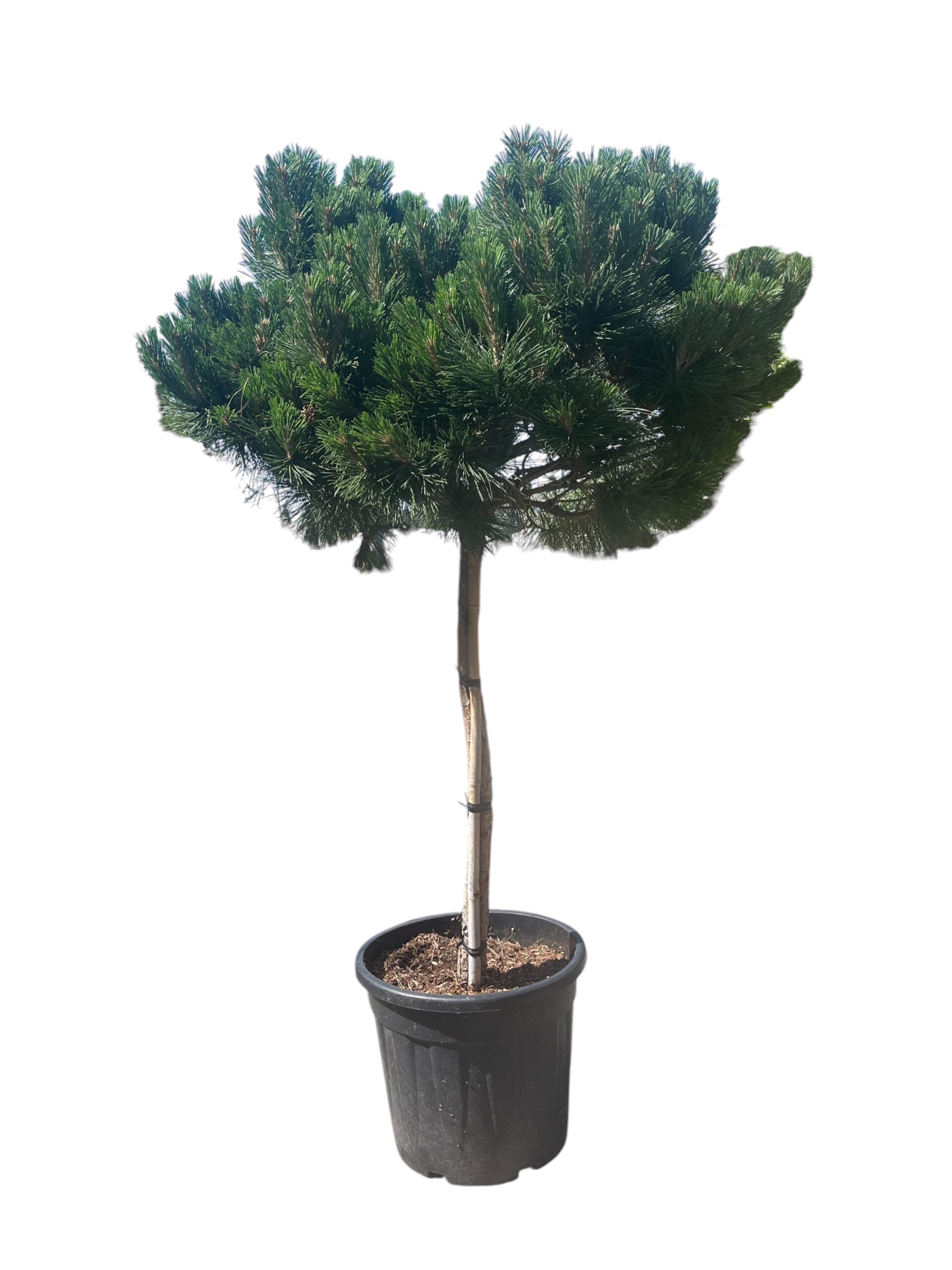 Crni bor 'Pierrick Bregeon'