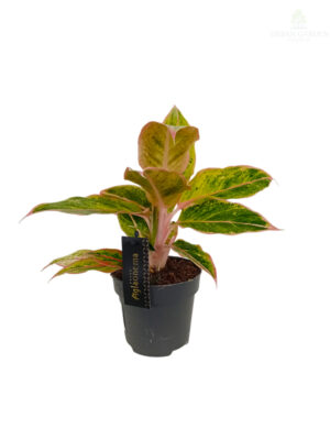 Aglonema