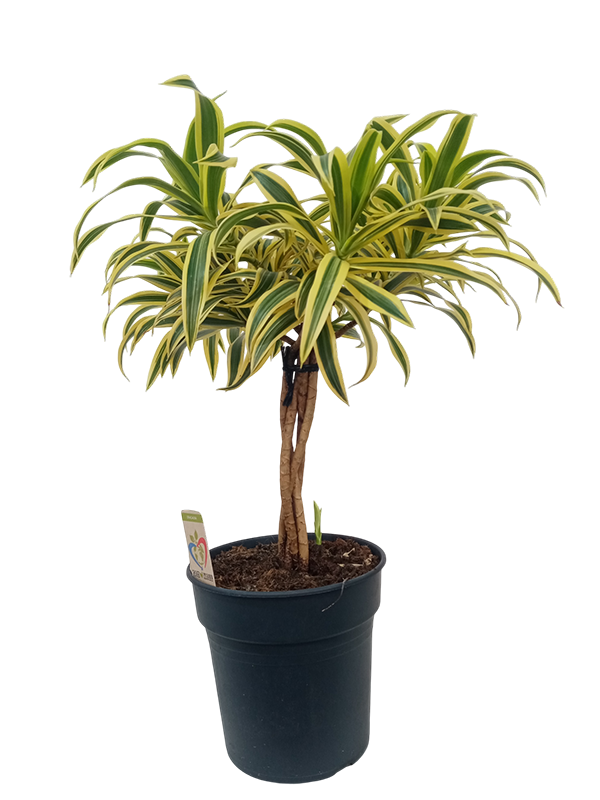 Dracena