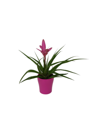 Tillandsia Cyanea 'Anita'