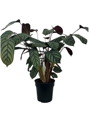 Kalatea 'Oppenheimiana'