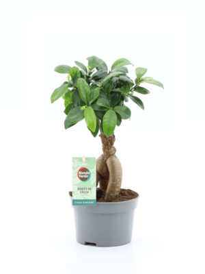Fikus bonsai