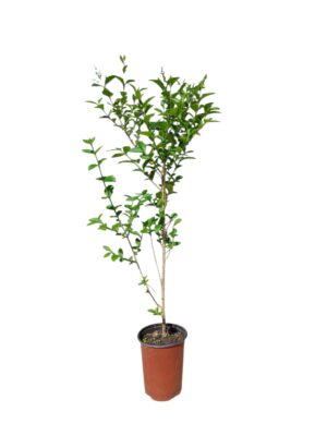 Ligustrum