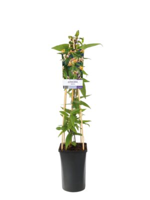 Lonicera / Orlovi nokti