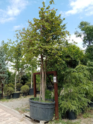 Bukva multistem