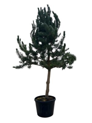 Crni bor 'Oregon Green'