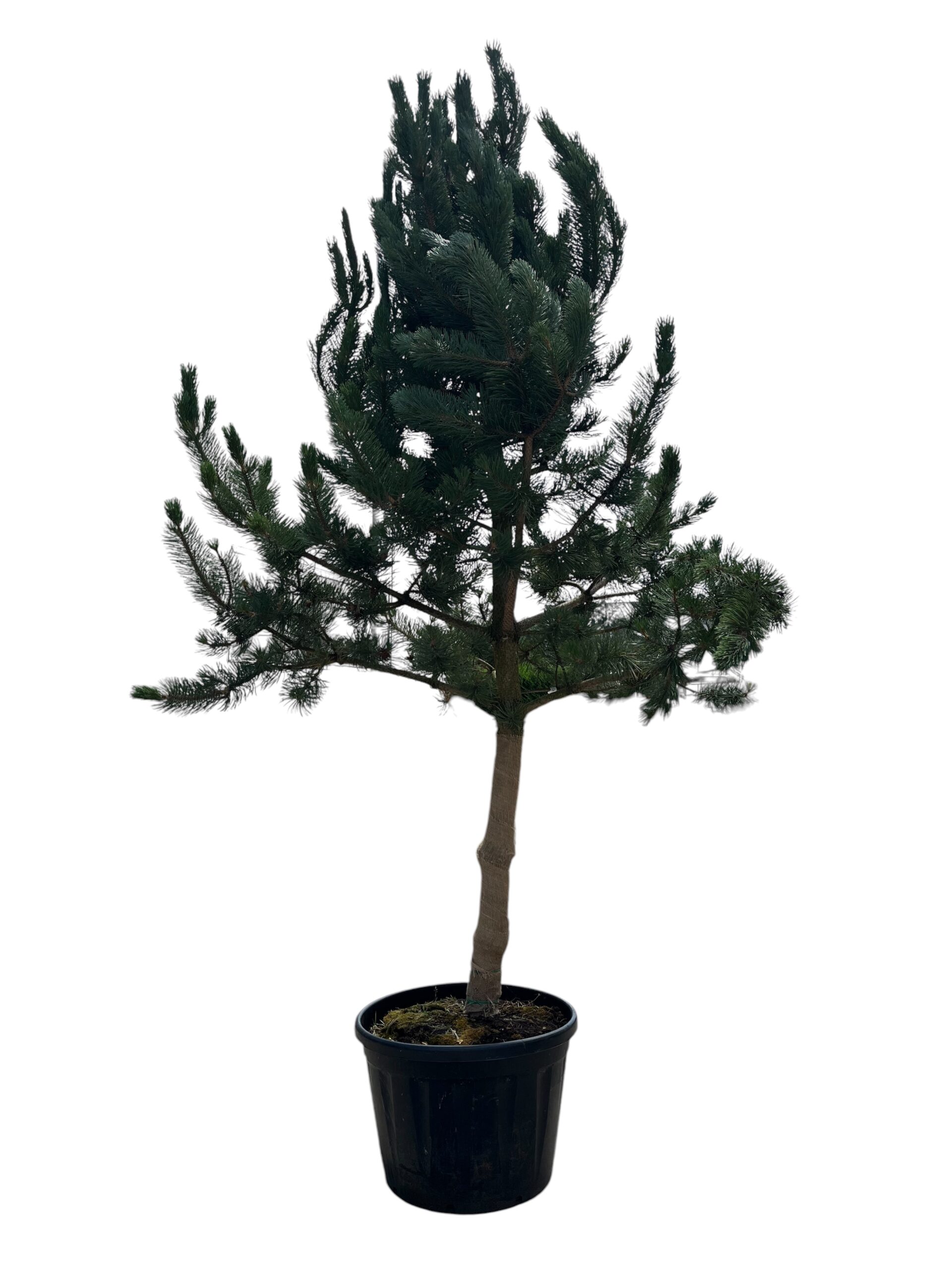 Crni bor 'Oregon Green'