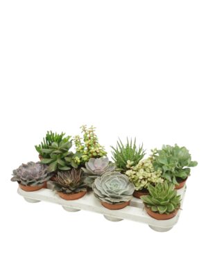 Sukulenta mix