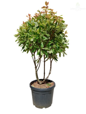 Fotinija 'Pink Crispy' multistem