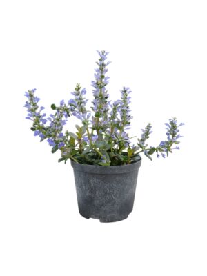 Ajuga