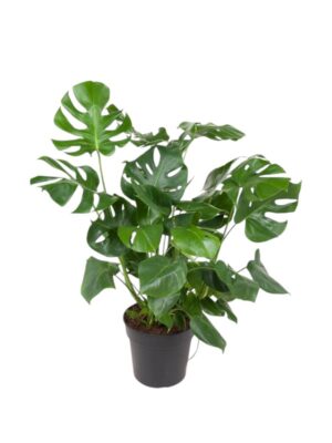 Monstera