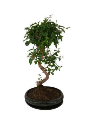 Ligustrum bonsai u keramičkoj saksiji