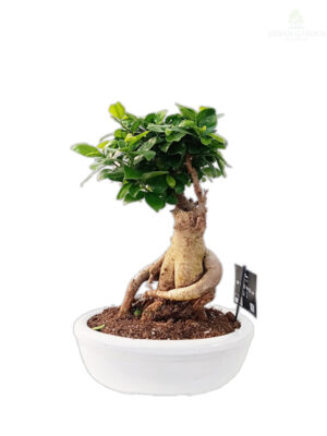 Fikus bonsai u keramičkoj saksiji