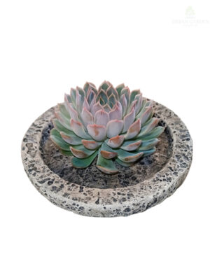 Aranžman sa sukulentom