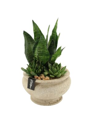 Aranžman sa sukulentom