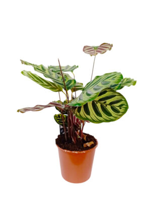 Kalatea 'Meddallion'