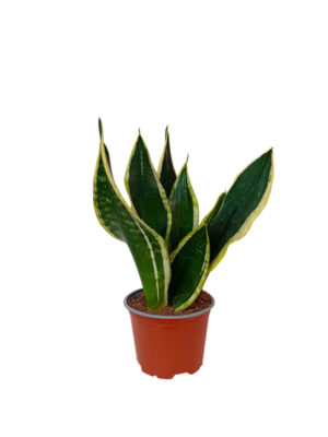 Sanseveria