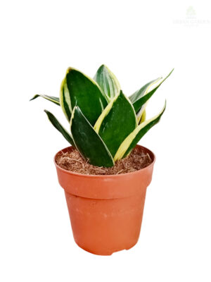 Sanseveria