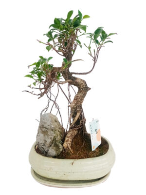 Bonsai mix