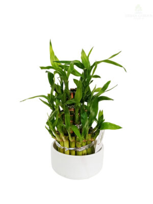 Srećni bambus - Lucky Bamboo