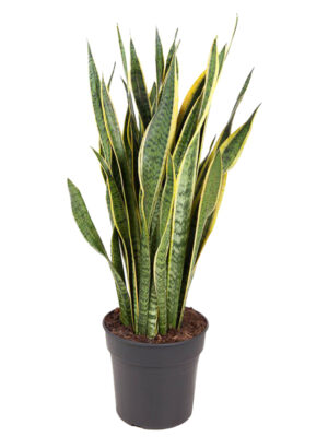 Sanseveria Laurentii