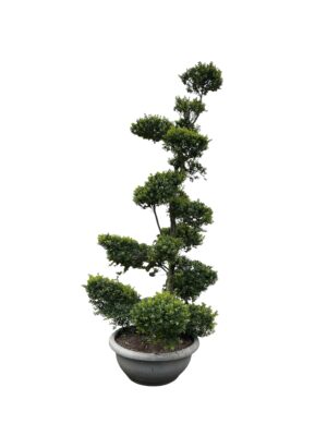 Ilex crenata Bonsai