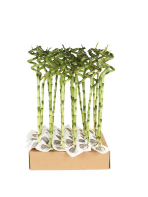 Srećni bambus - Lucky Bamboo