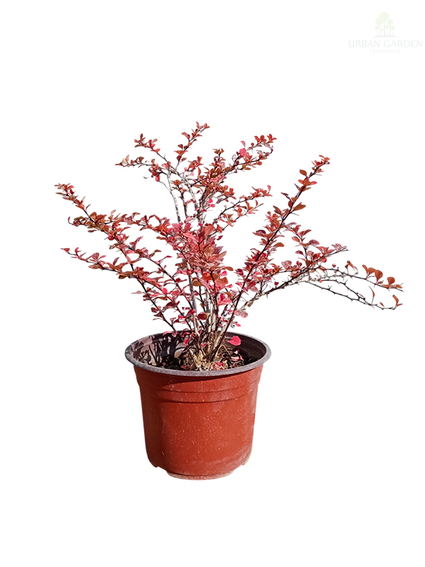 Berberis 'Atropurpurea'