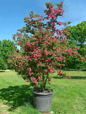 Cvetni glog multistem