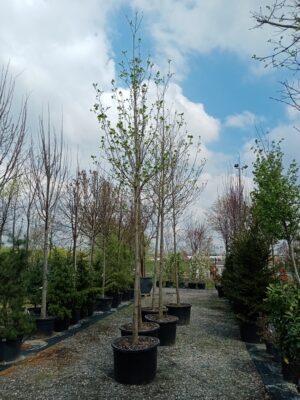 Lalino drvo / Liriodendron