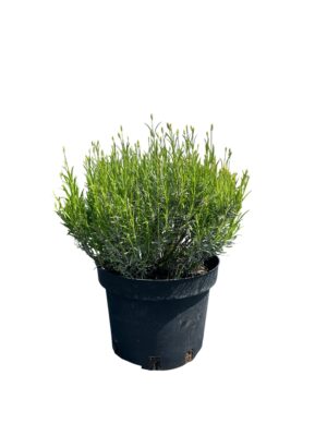 Lavanda 'Munstead'