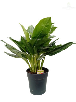 Aglonema 'Silver Bay'