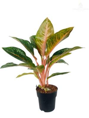 Aglonema