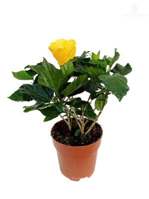 Sobni hibiskus
