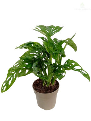 Monstera Obliqua