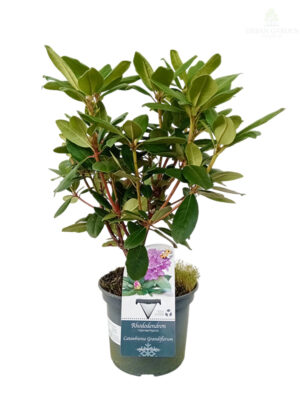 Rododendron