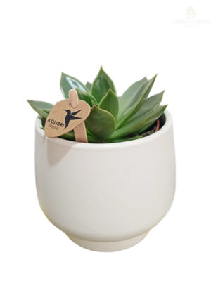 Sukulente mix u keramičkoj saksiji