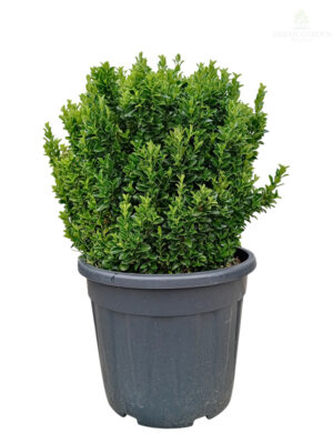 Evonimus 'Green Spire'